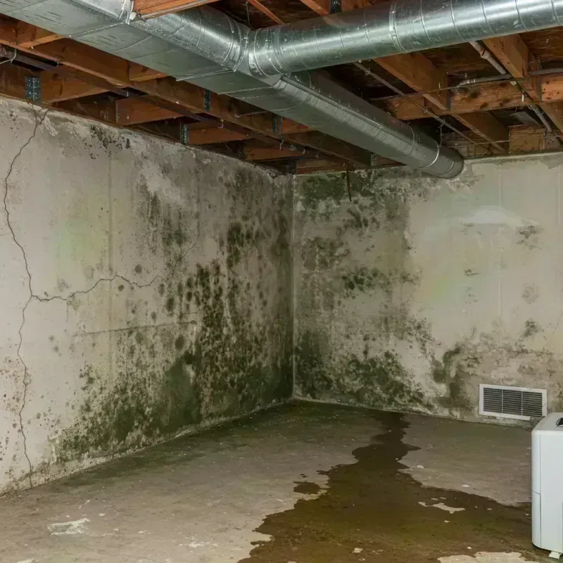 Professional Mold Removal in Perry, OK